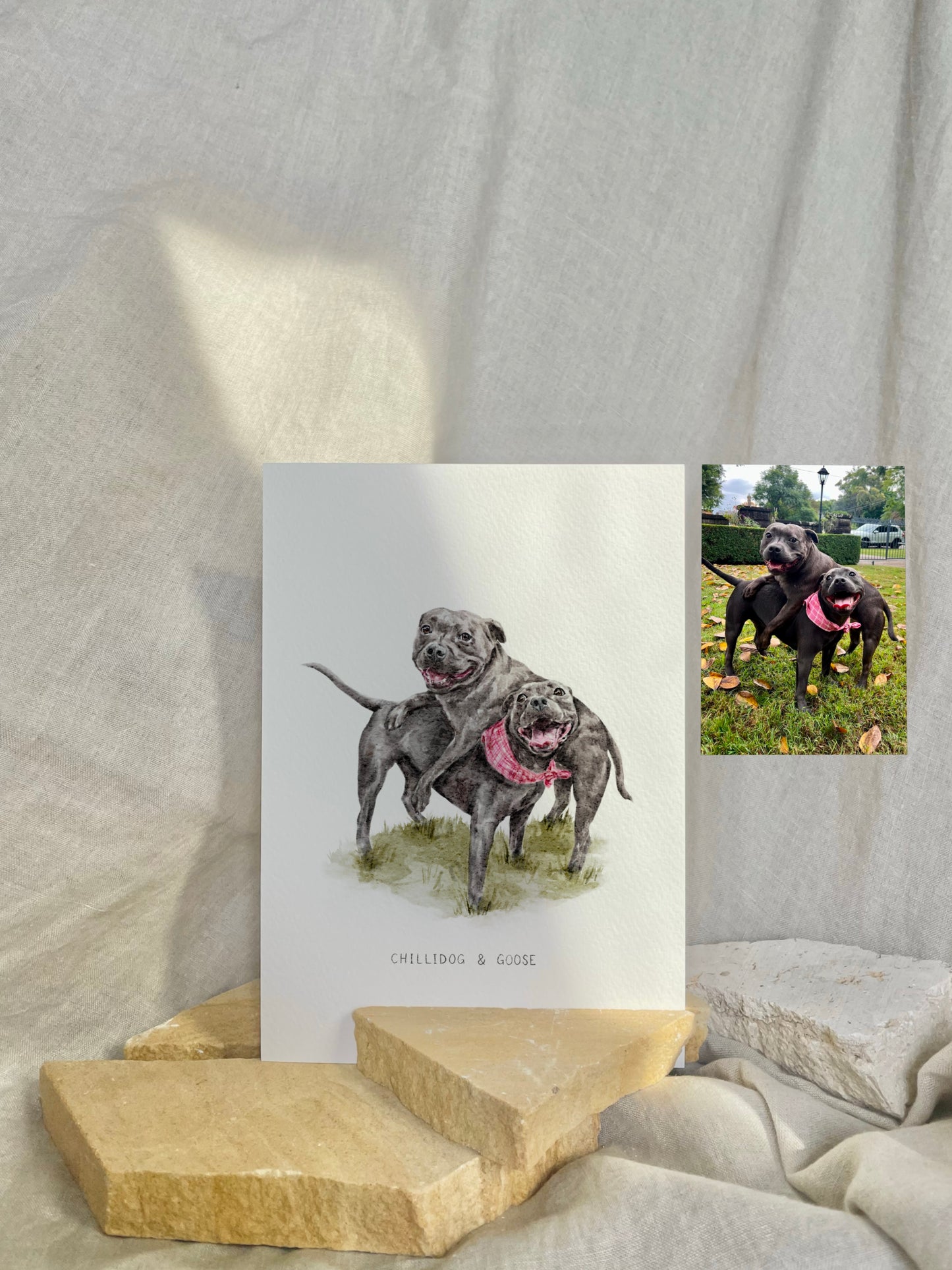 Pet Portrait